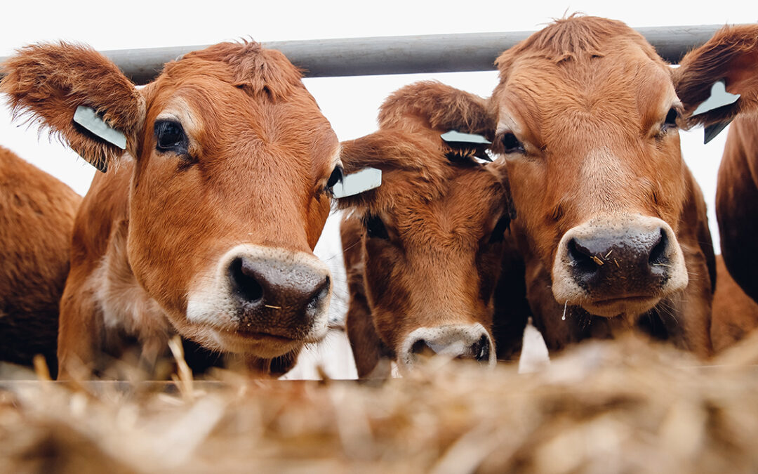 What Farmers Need to Know About the One Big Beautiful Bill Act’s Impact on Agriculture