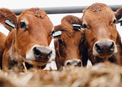 What Farmers Need to Know About the One Big Beautiful Bill Act’s Impact on Agriculture